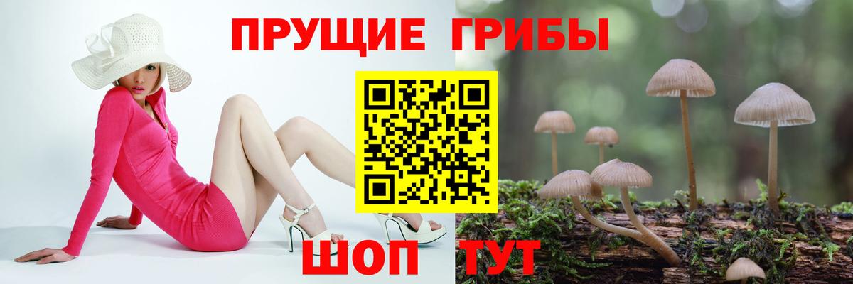 Псилоцибиновые грибы Psilocybine cubensis Луховицы